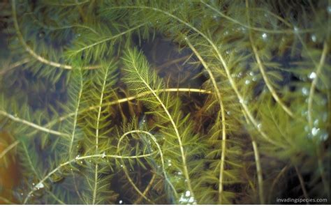 Eurasian watermilfoil 